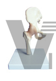 The model of hip joint with ligaments